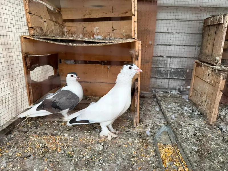 SHERAZI PAIR HOME BREED FOR SALE — photo 2