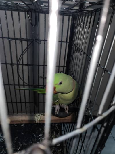 Green Ringneck