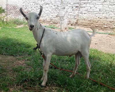 teda |Bakra| Kajla |goat | 0300-0091606
