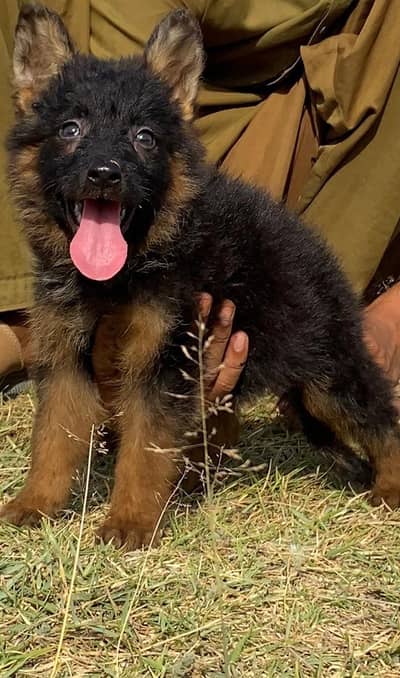 German Shepherd double coat female for sale