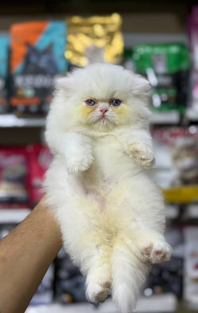 Extreme punch face kitten. 03227273727