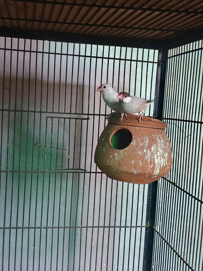 fawn java pair 0