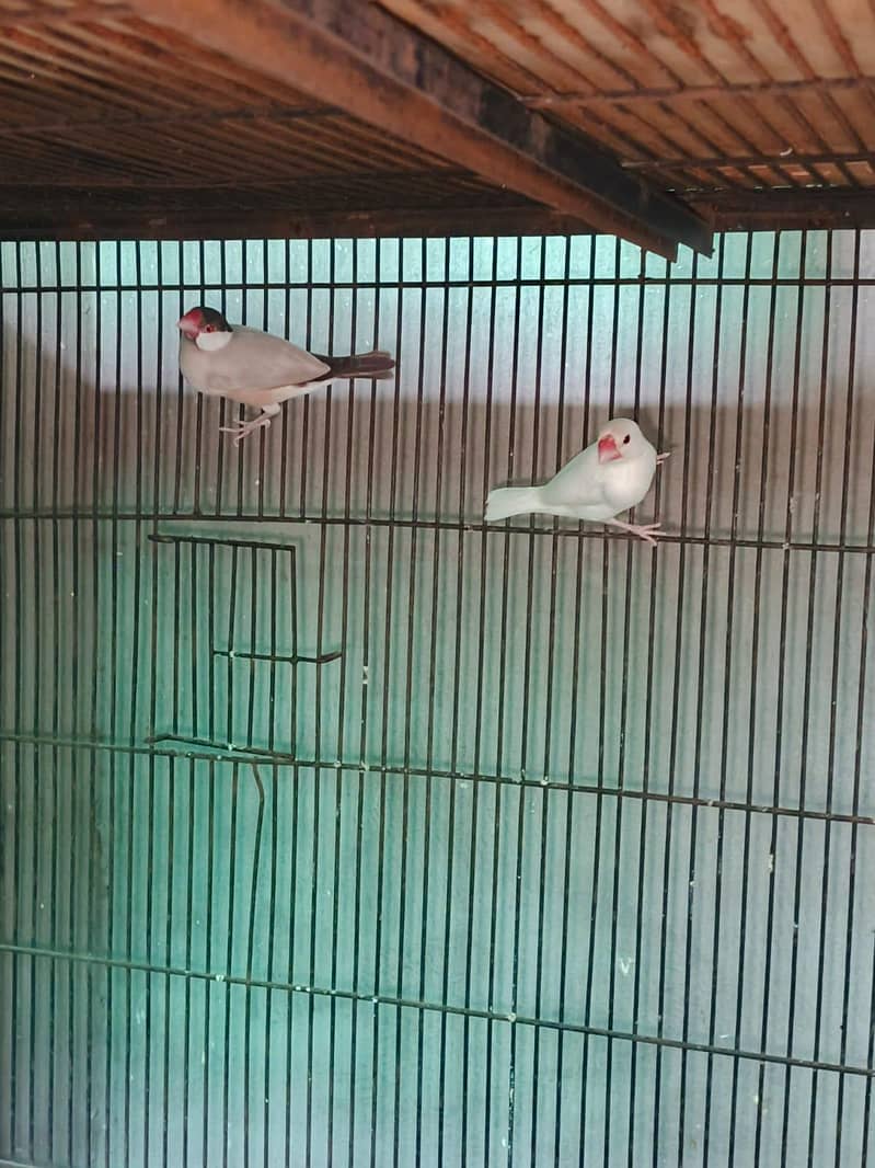 fawn java pair 1