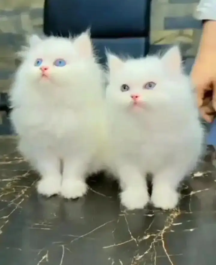 (Persian female kitten) (for sale all) (Pakistan delivery available) — photo 2