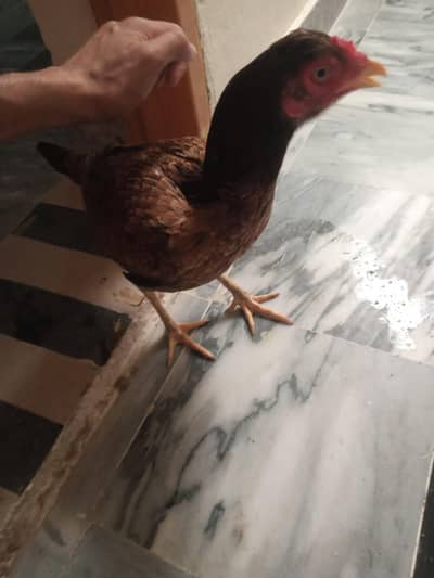 aseel murgha aur aseel murghi
