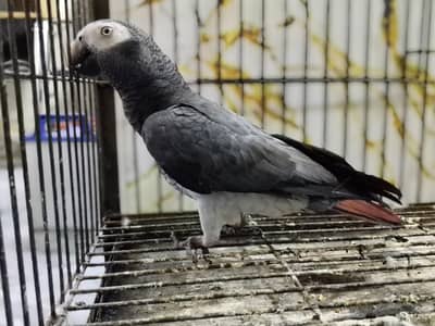Grey Parrot Aduly Female