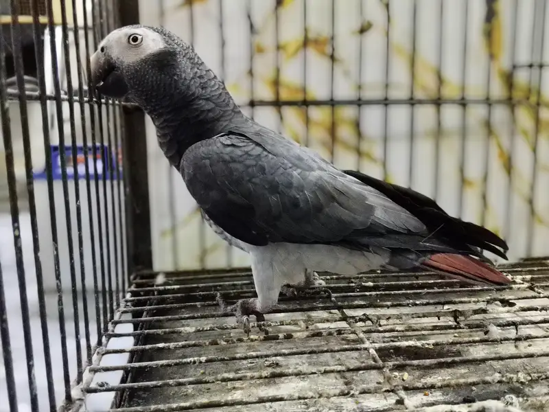 Grey Parrot Adult Female — photo 2