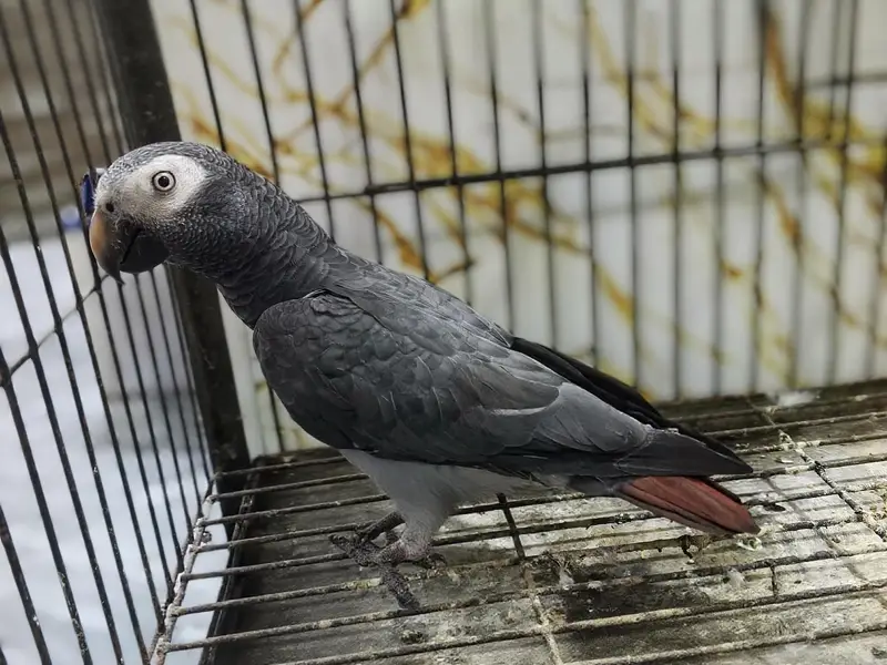 Grey Parrot Adult Female — photo 3