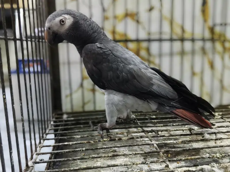 Grey Parrot Adult Female — photo 4