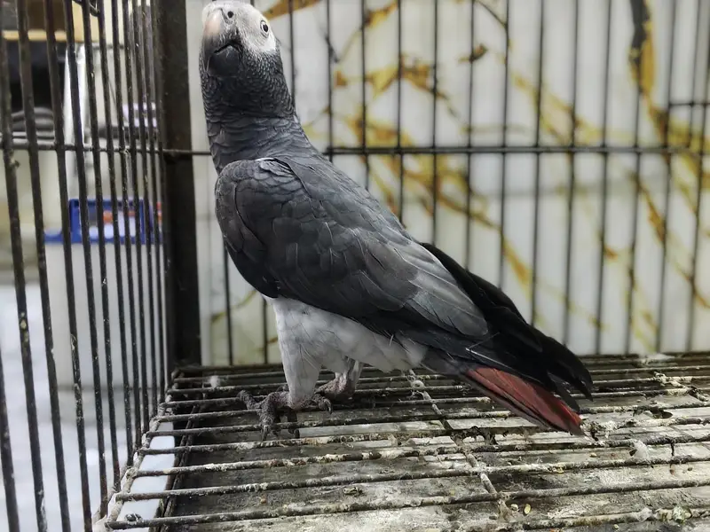 Grey Parrot Adult Female — photo 5
