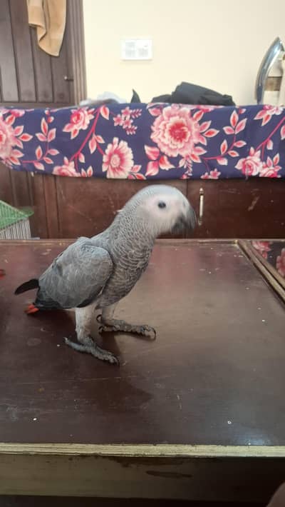 african grey self handtame parrot available