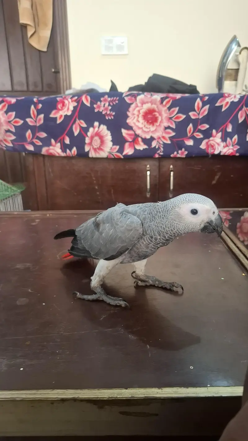 african grey self handtame parrot available — photo 2