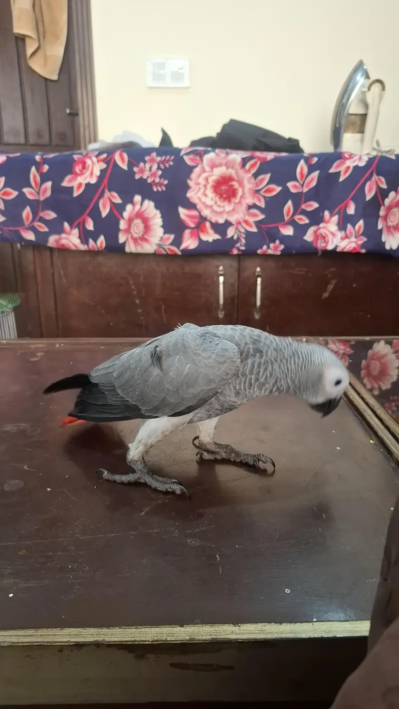 african grey self handtame parrot available — photo 3