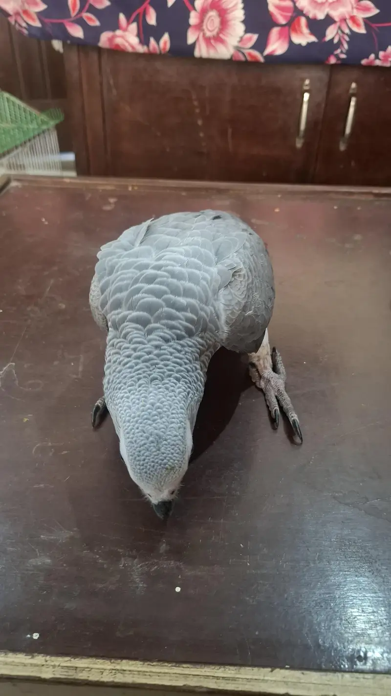 african grey self handtame parrot available — photo 4
