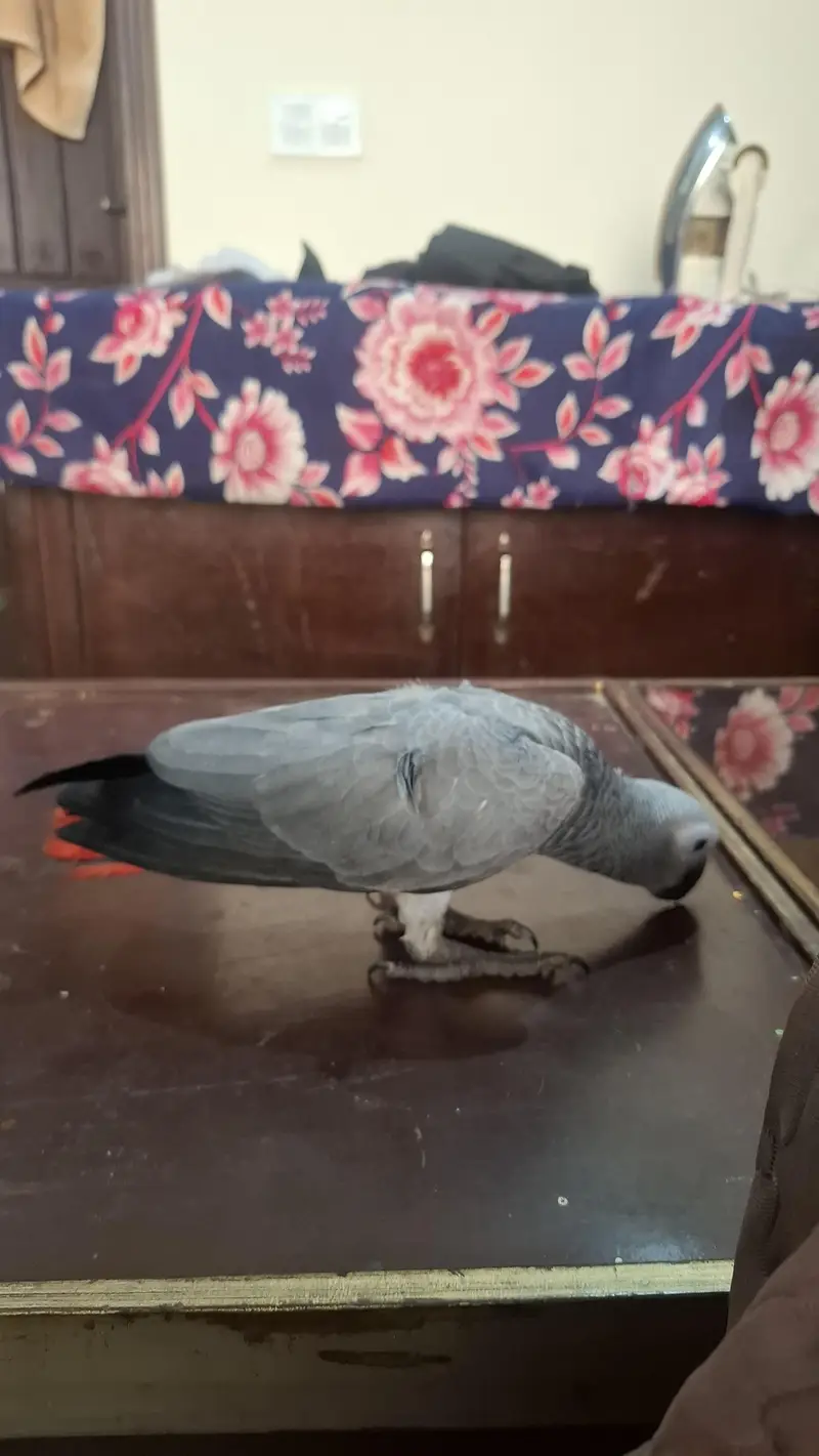 african grey self handtame parrot available — photo 5