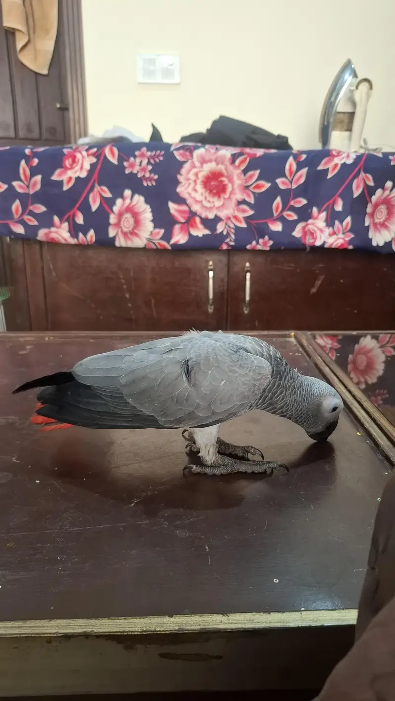 african grey self handtame parrot available — photo 6
