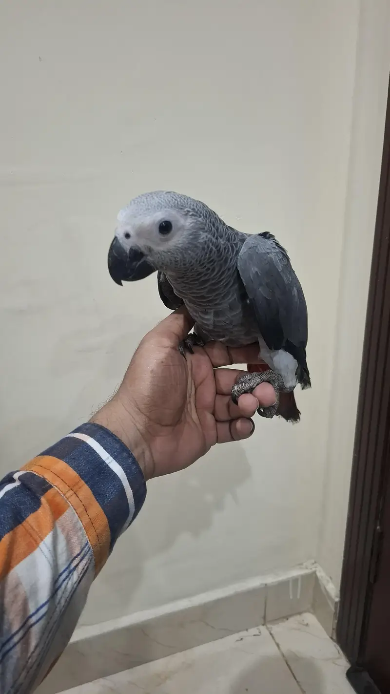 african grey self handtame parrot available — photo 7