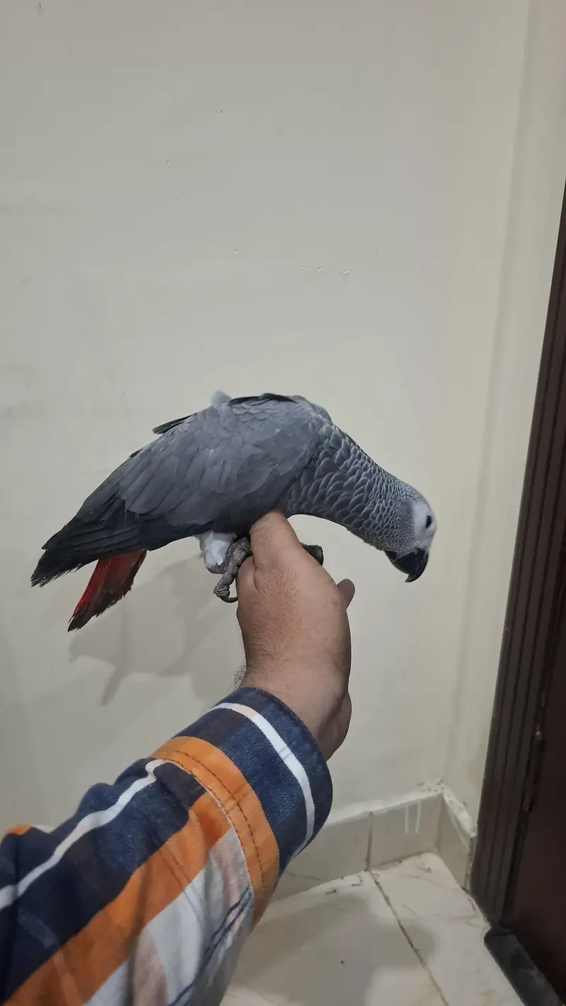 african grey self handtame parrot available — photo 8