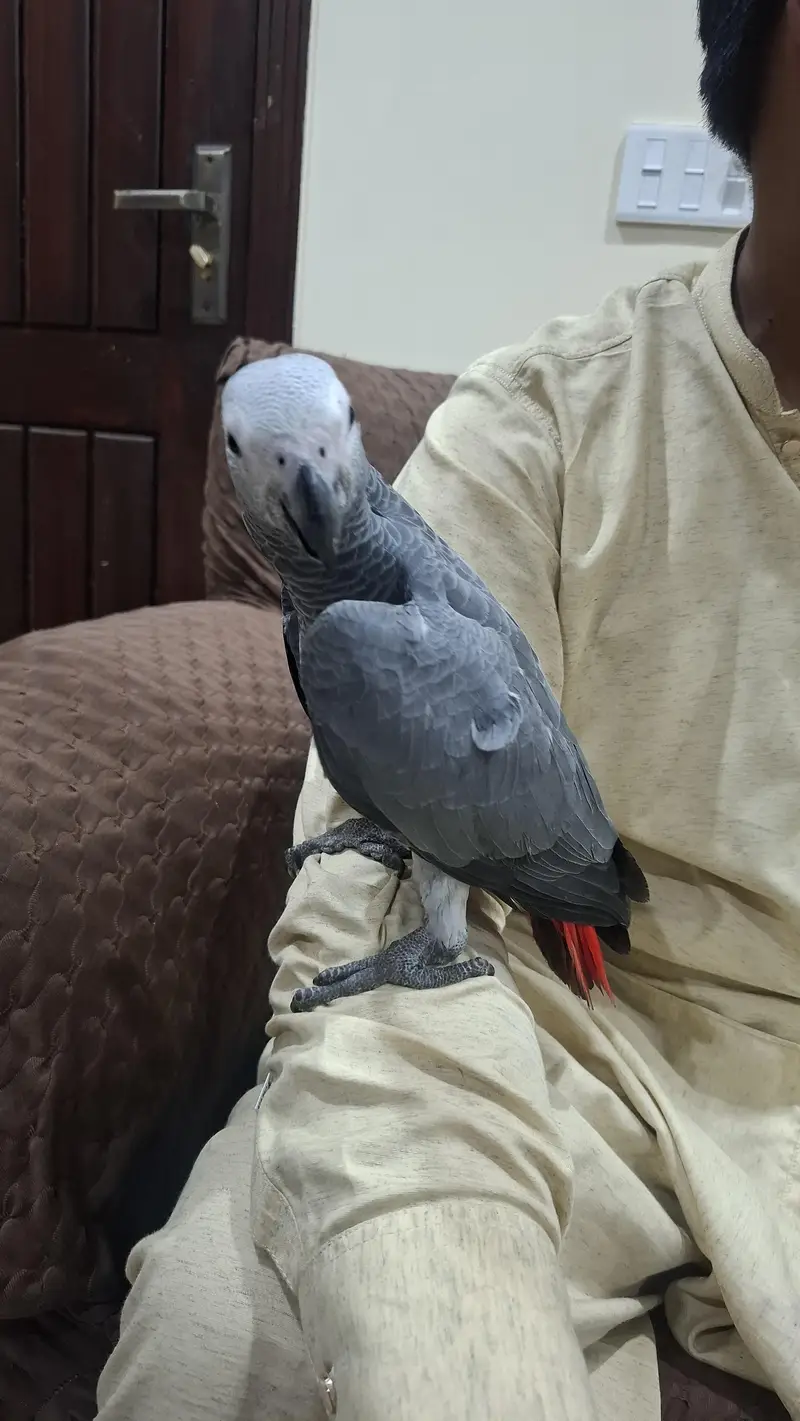 african grey self handtame parrot available — photo 9