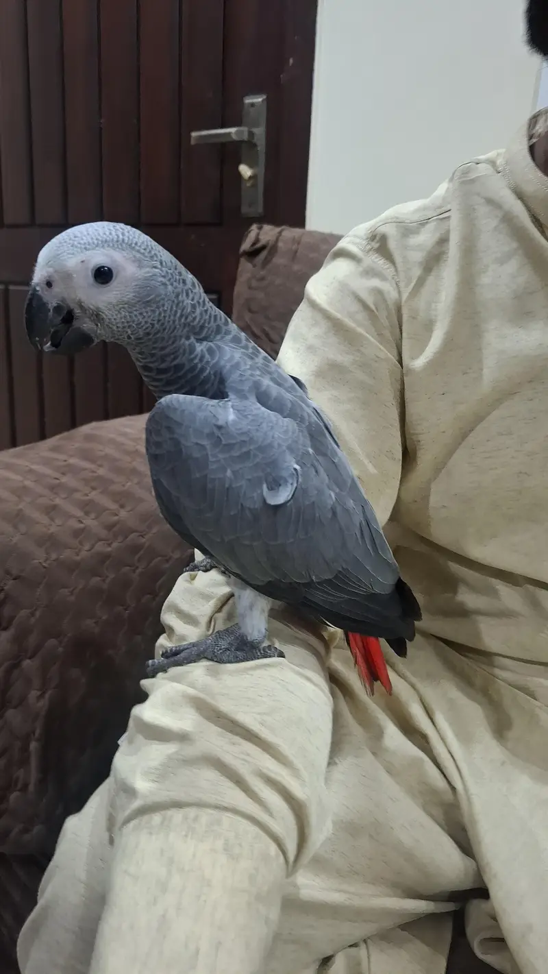 african grey self handtame parrot available — photo 10
