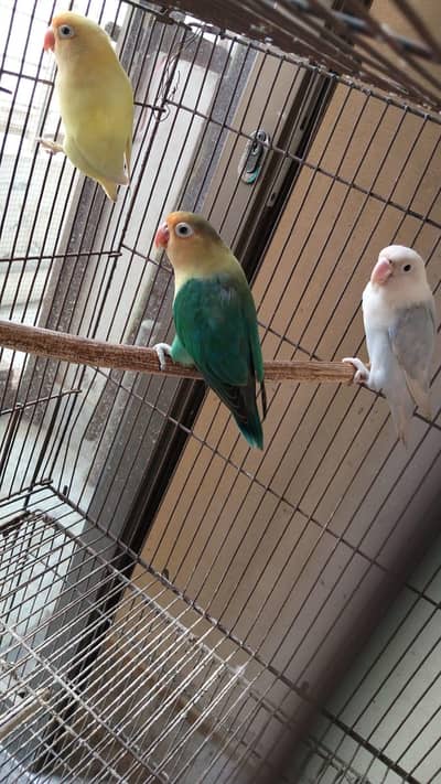 love  pair