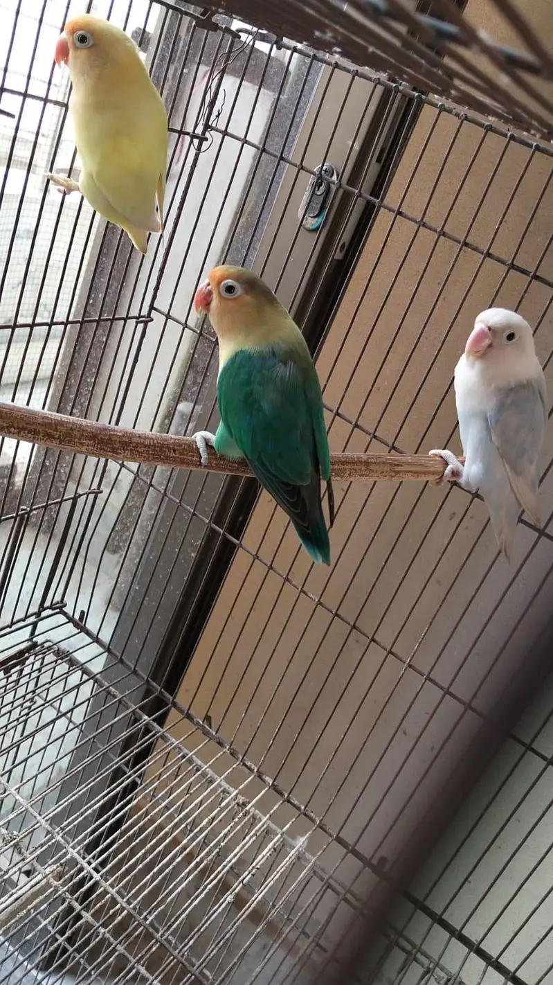 V pied Cockatiel — photo 9