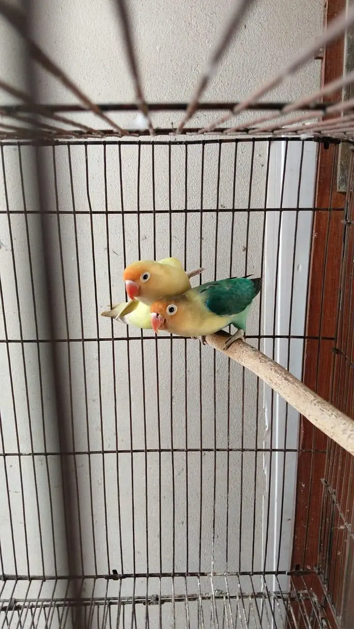 V pied Cockatiel — photo 10