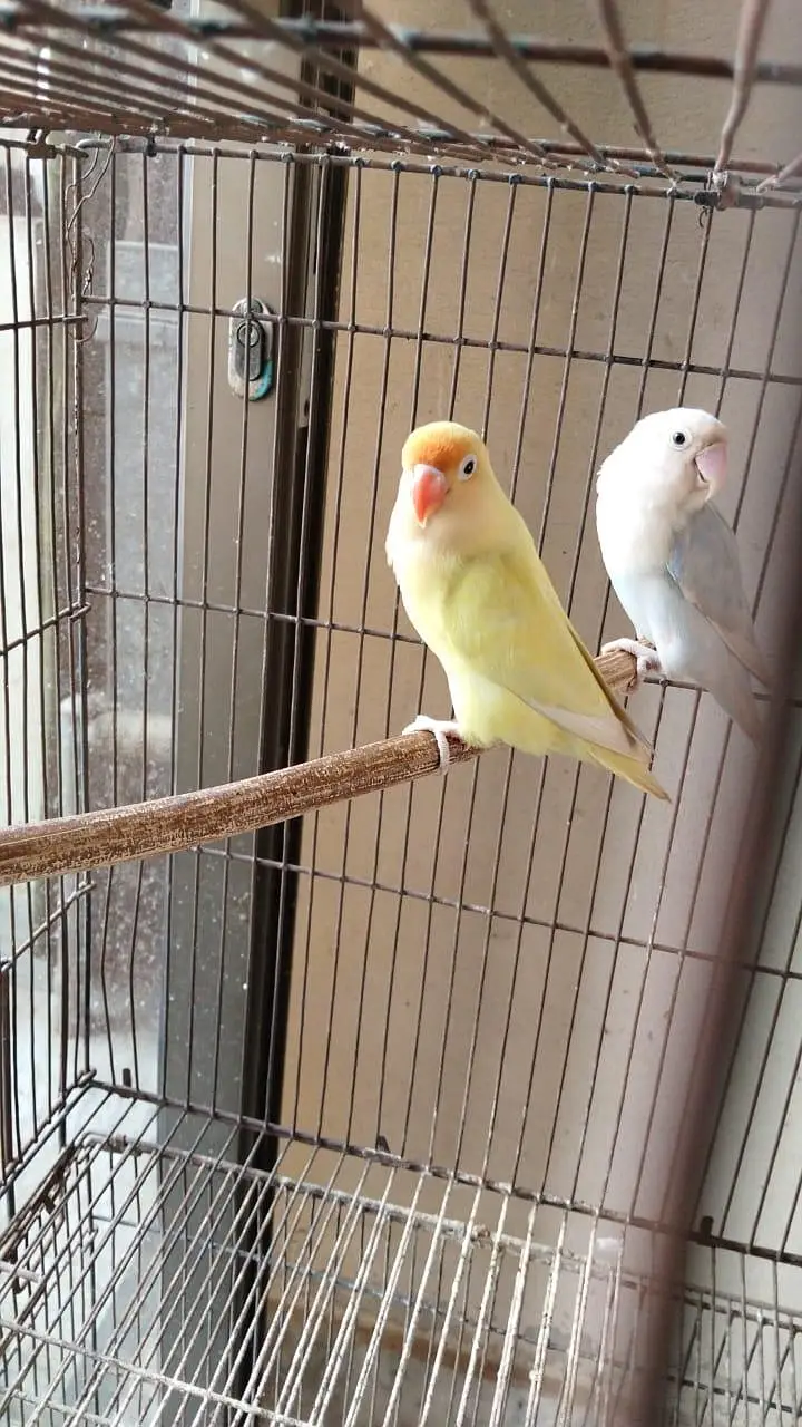 V pied Cockatiel — photo 11