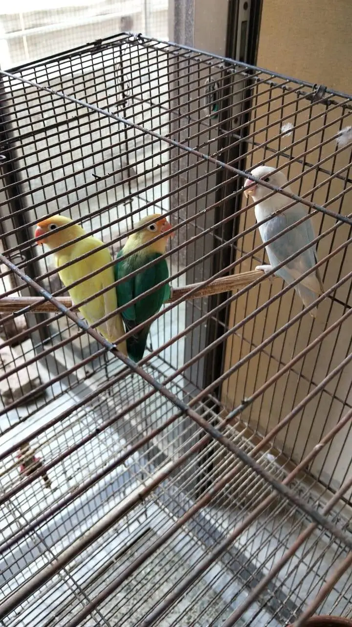V pied Cockatiel — photo 12