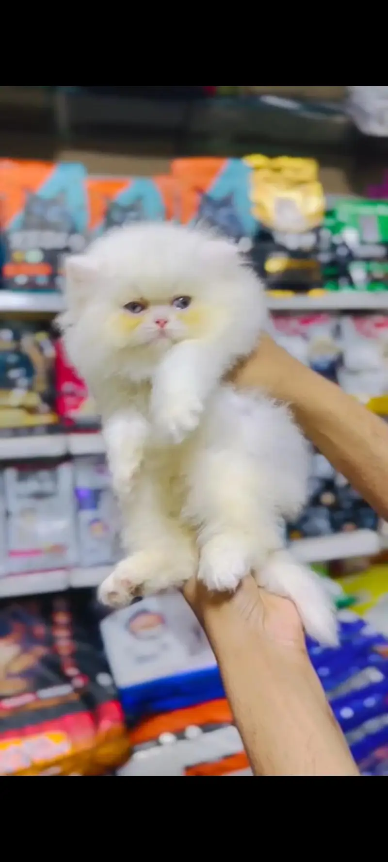 Extreme punch face kitten. 03227273727 — photo 2