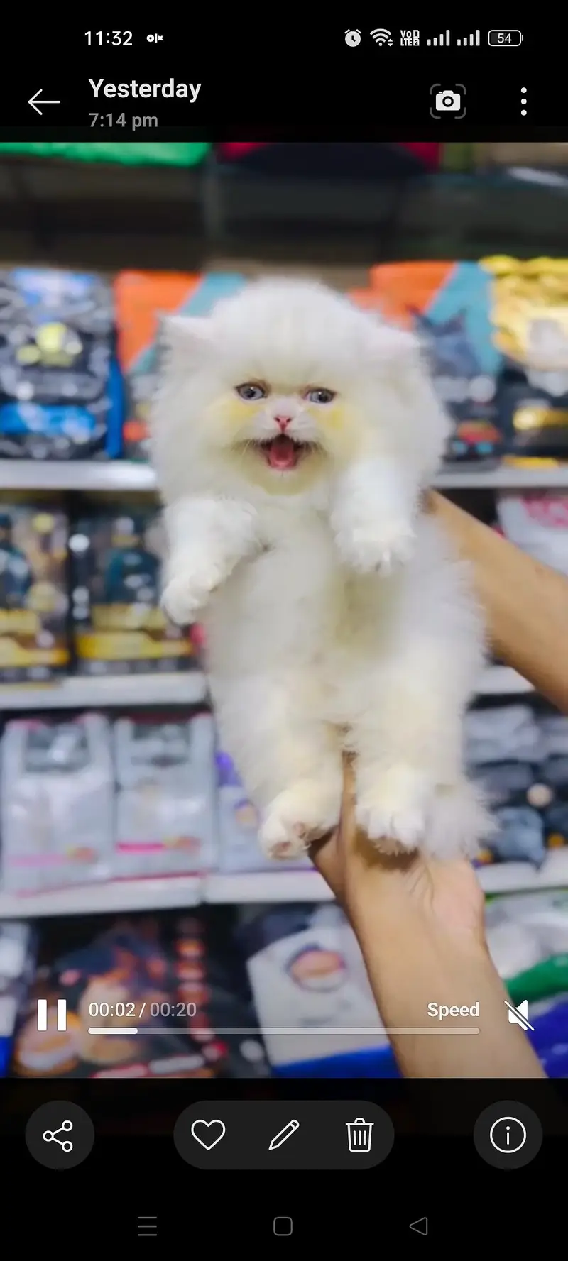 Extreme punch face kitten. 03227273727 — photo 3