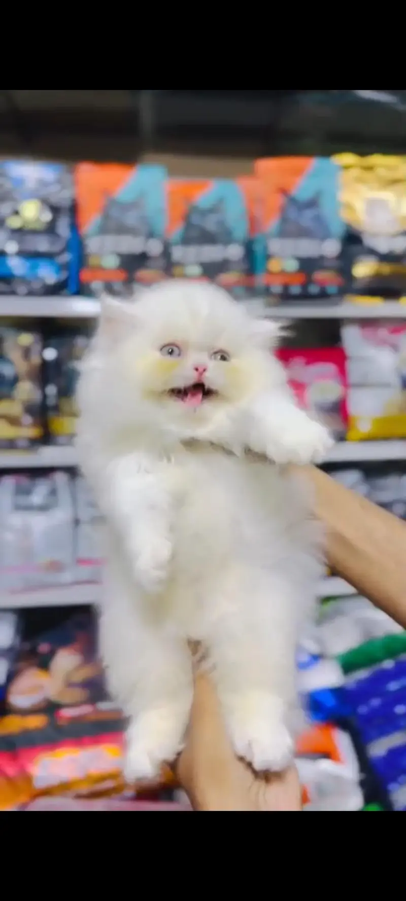 Extreme punch face kitten. 03227273727 — photo 4