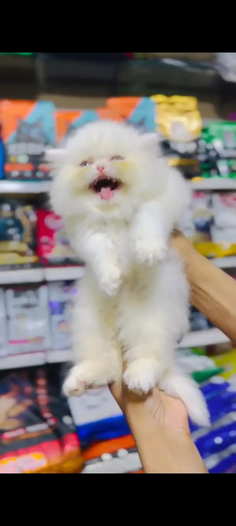 Extreme punch face kitten. 03227273727 — photo 6