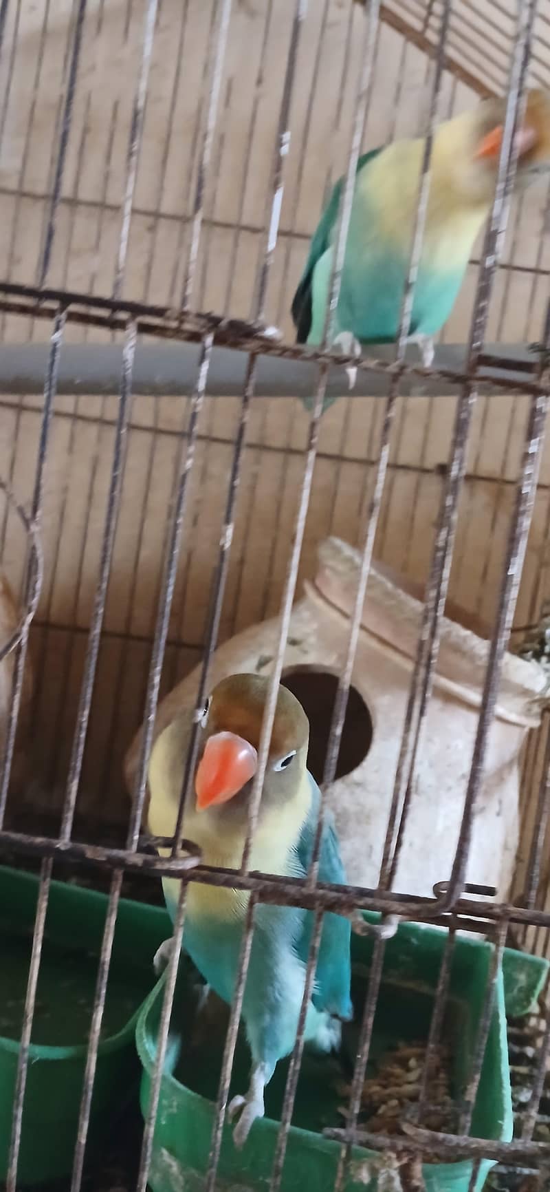 2 breeding pair 0