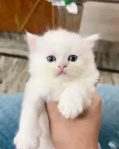 (Persian female kitten) (for sale all) (Pakistan delivery available)