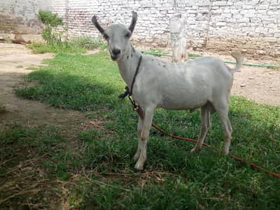 Teda | Bakra |Goat |sheep |chatra |kajla