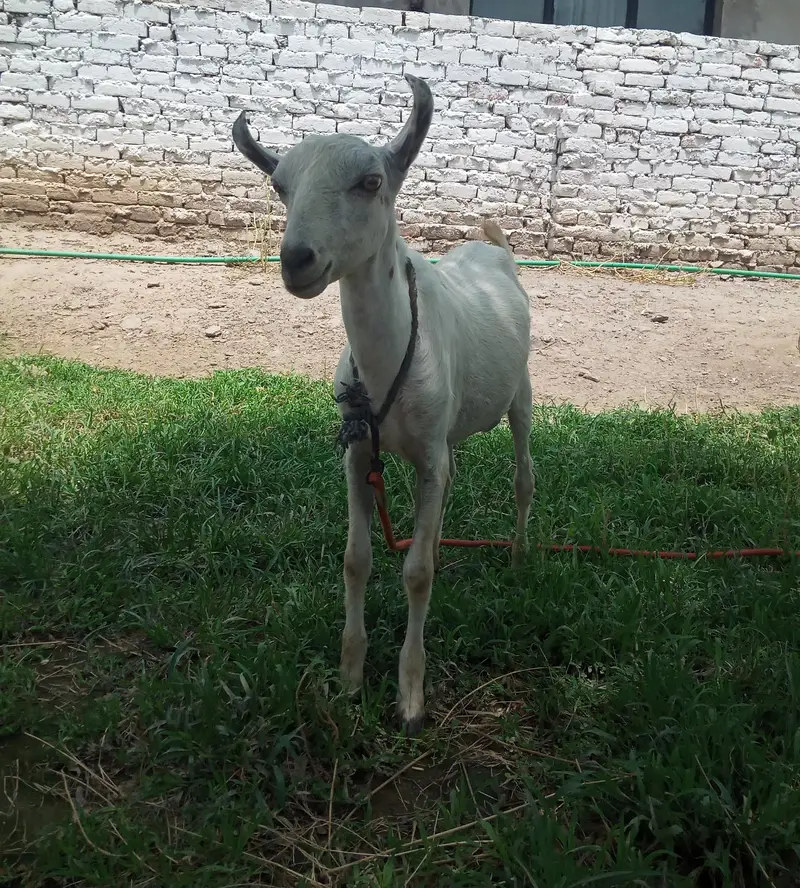 Teda | Bakra |Goat |sheep |chatra |kajla — photo 2