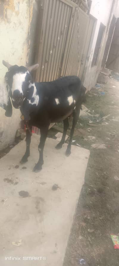 female goat