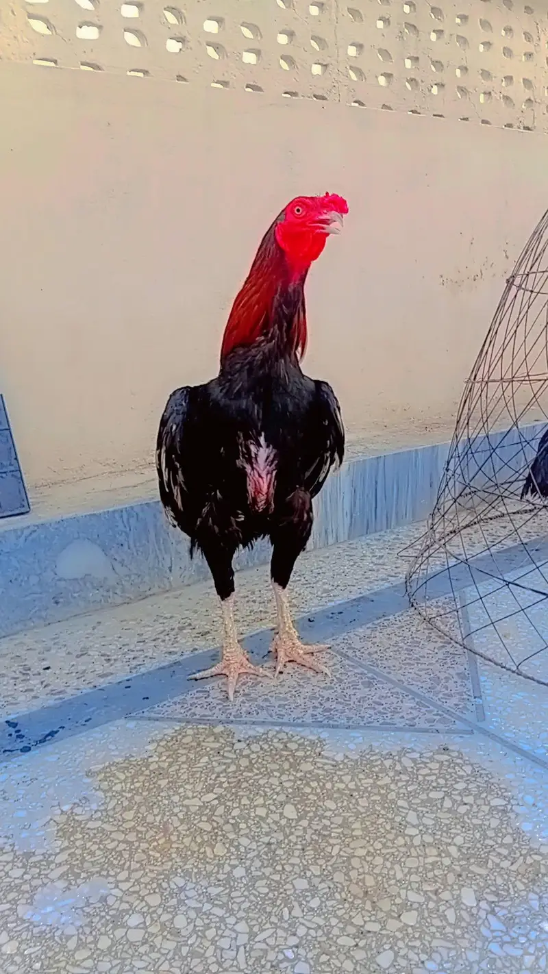 Aseel murgay for sale wattsapp num only 03068960983 — photo 4