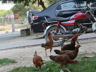Desi pure egg laying hen