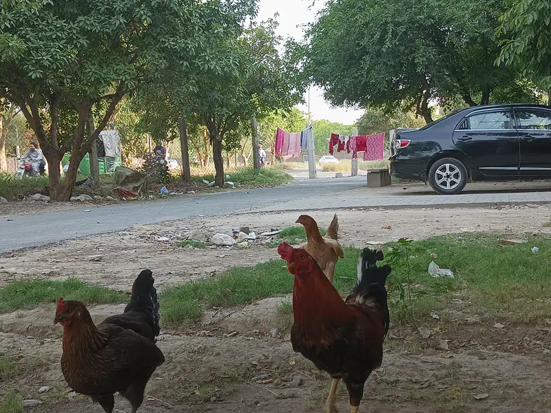 Desi pure egg laying hen — photo 2