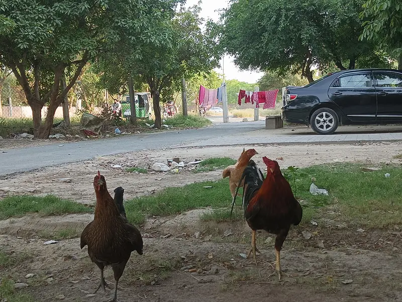 Desi pure egg laying hen — photo 3