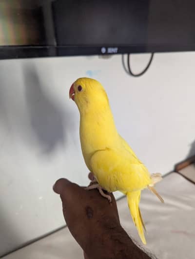 Ring neck parrot 5months self feed
