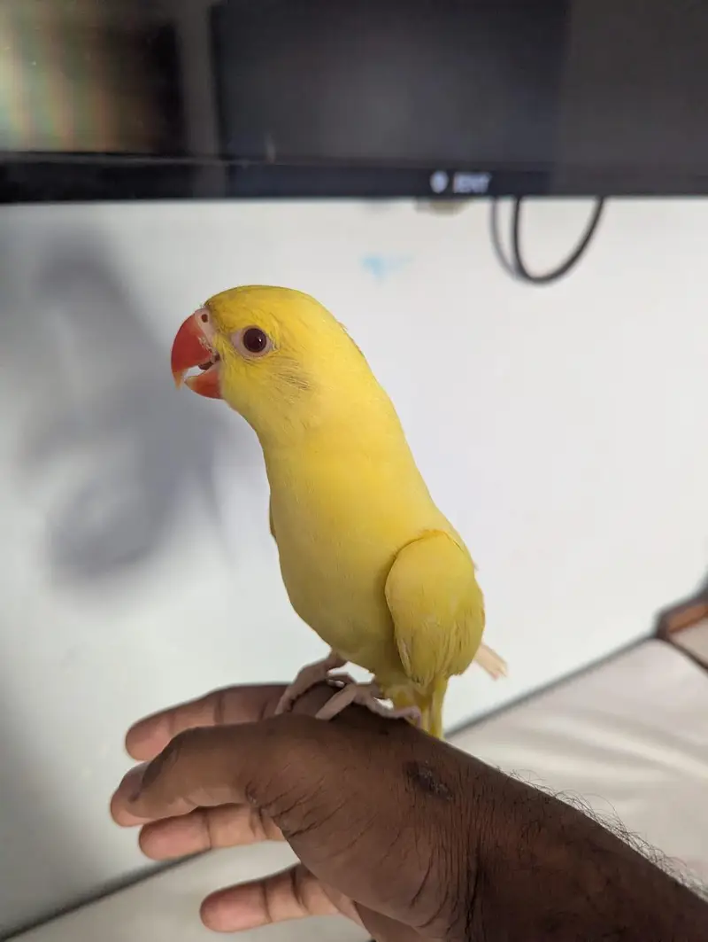 Ring neck parrot 5months self feed — photo 2