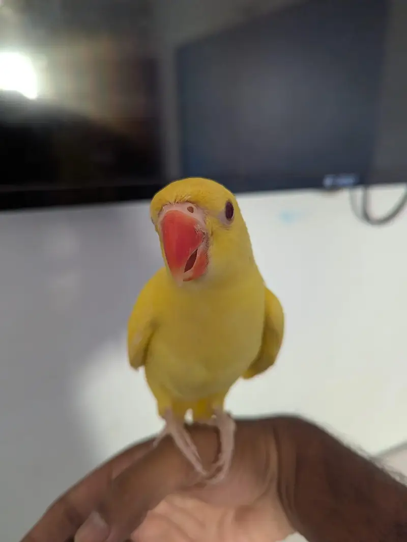Ring neck parrot 5months self feed — photo 3