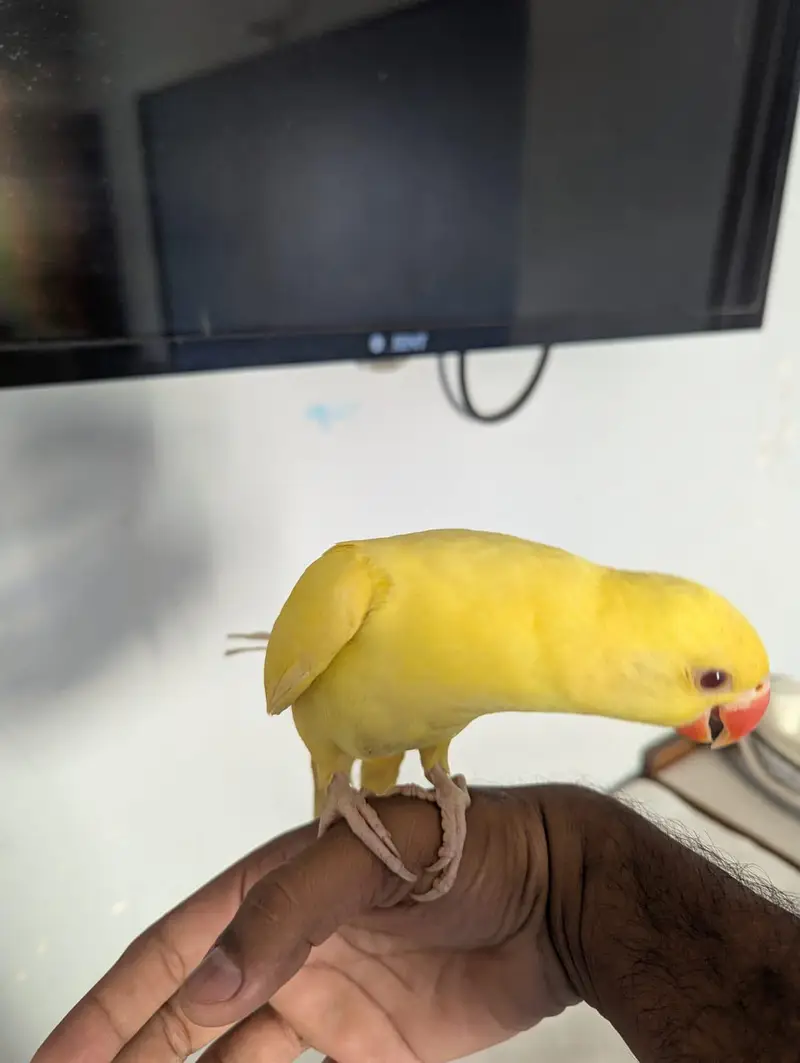 Ring neck parrot 5months self feed — photo 4
