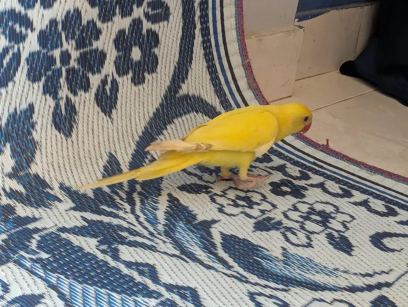 Ring neck parrot 5months self feed — photo 5