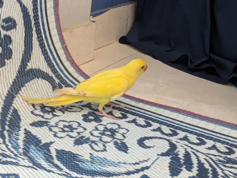 Ring neck parrot 5months self feed — photo 6