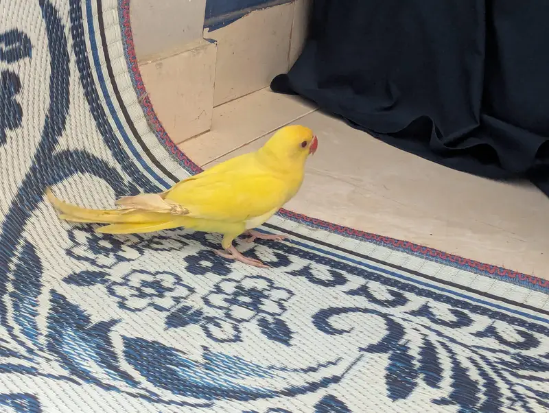 Ring neck parrot 5months self feed — photo 7