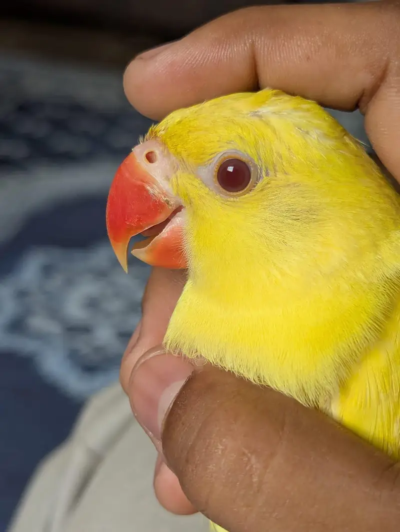 Ring neck parrot 5months self feed — photo 8